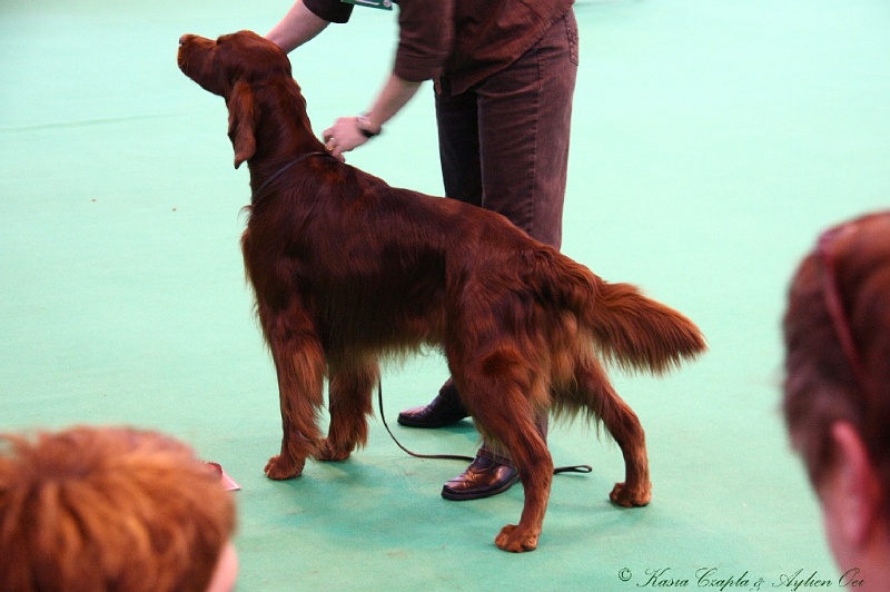 Crufts2011_2 114.jpg